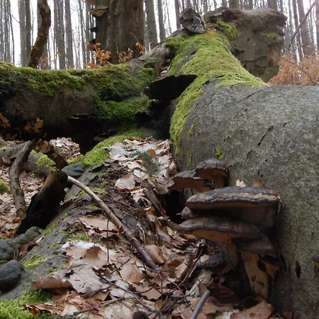 Saigerhuette Hotell 4*