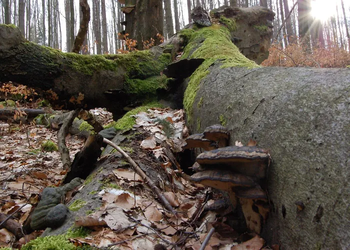 Saigerhuette فندق 4*